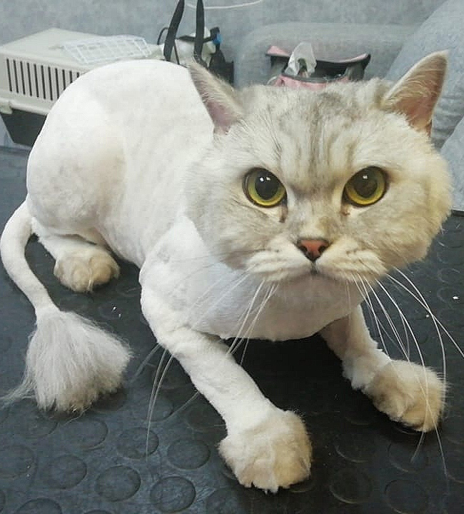 Денис Махов